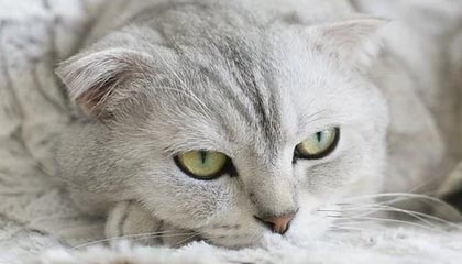 开运体育网站-尤文图斯主帅愤怒斥责裁判失误，要求公开致歉