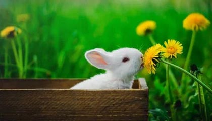 开云体育官网登录入口-天津对阵福建大战形势紧张，拼尽全力争夺胜利